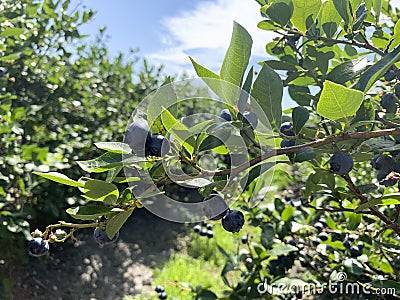 Sprig of Blueberries on a blueberry bush Stock Photo