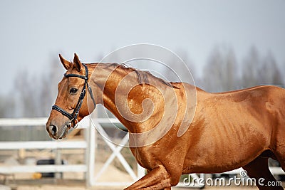 Stunning chestnut showjumping budyonny stallion sport horse in bridle running in daytime Stock Photo