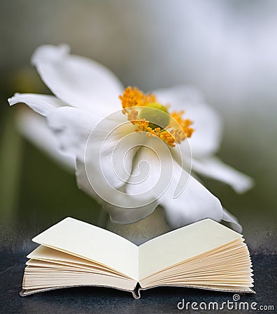 Stunning close up image of white anemone flower in Summer coming out of pages of inaginary book Stock Photo