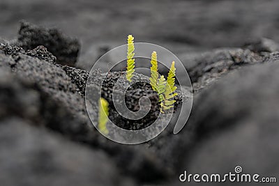 Stunning close-up view of fresh plant shoots growing out of a recent Kilauea lava eruption field near the town of Kalapana on the Stock Photo