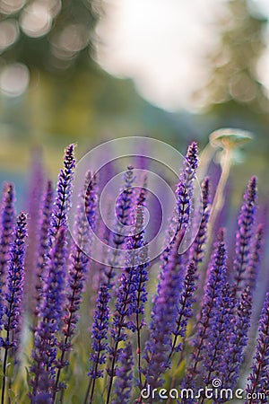 Stunning, colorful purple sage flower Stock Photo