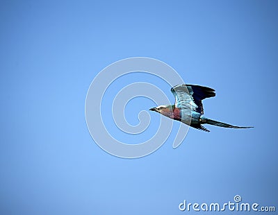 Beautiful Lilac Breasted Roller flying high above the African plains Stock Photo