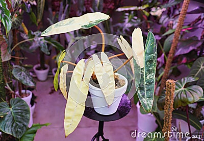 Stunning cream and green color leaves of Philodendron Billietiae Variegated Stock Photo