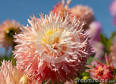 Stunning dark pink dahlia flowers by the name Hapet Champagne, photographed with a macro lens at RHS Wisley, UK Stock Photo