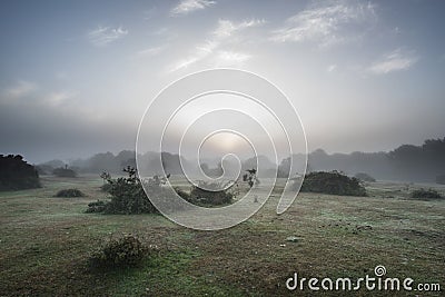 Stunning dawn sunrise landscape in misty New Forest countryside Stock Photo