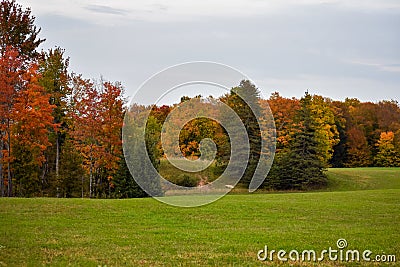 Stunning fall colors and trees at the edge of a green field Stock Photo