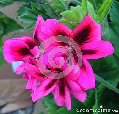 Stunning flower Stock Photo