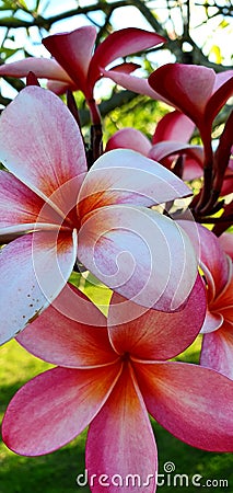 Stunning Flower in Philippines, Asia Stock Photo