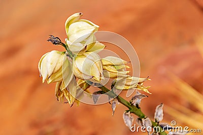 Stunning flower Yucca glauca blooms in Monument Valley Stock Photo