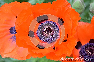 Stunning Flowering Orange Oriental Poppies in a Garden Stock Photo