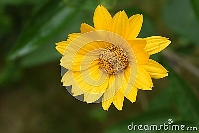 Stunning Flowering Yellow False Sunflower in a Garden Stock Photo