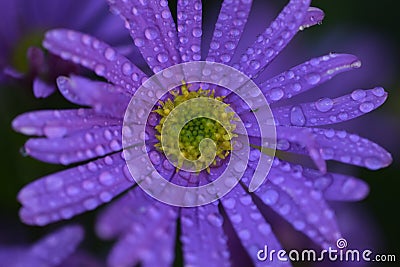 Stunning flowers in an extraordinary macro photo Stock Photo
