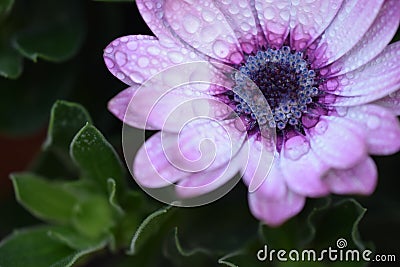 Stunning flowers in an extraordinary macro photo Stock Photo