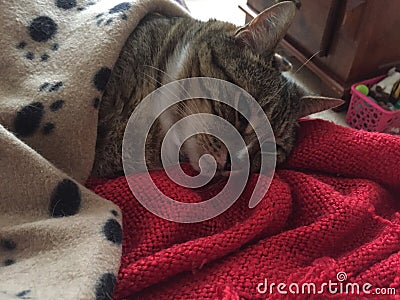 Stunning Fluffy Male Diabetic Senior Cat Model Resting Stock Photo