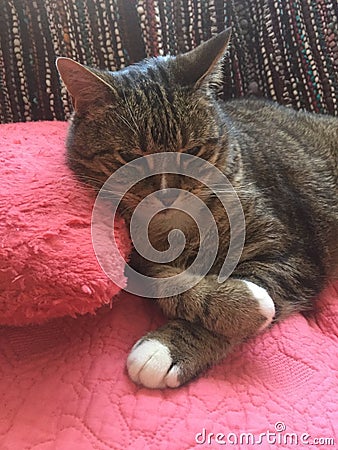 Stunning Fluffy Male Diabetic Senior Cat Model Resting Stock Photo