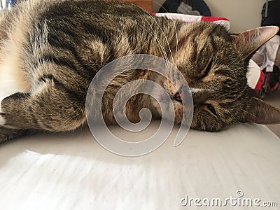 Stunning Fluffy Male Diabetic Senior Cat Model Resting Stock Photo