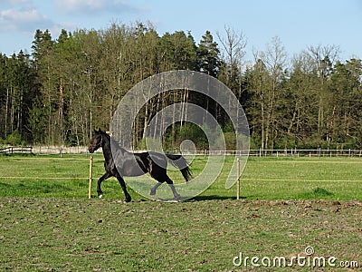 Stunning friese mare trots in the field Stock Photo