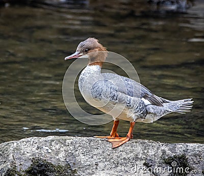 Stunning Goosander bird perched on a large rock on a serene shoreline Stock Photo