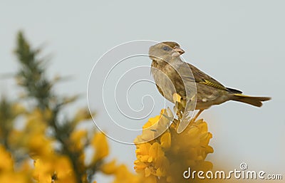 A stunning Greenfinch Carduelis chloris perched on a flowering gorse bush. Stock Photo