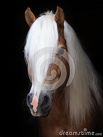 Stunning Haflinger Stallion Stock Photo