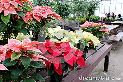 Stunning holiday poinsettia plants in bright color of pink on tables at nursery Stock Photo