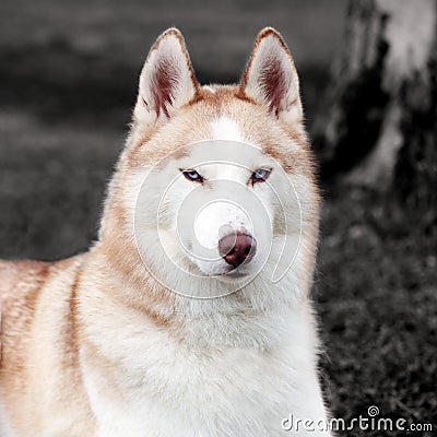 Stunning Husky dog Stock Photo