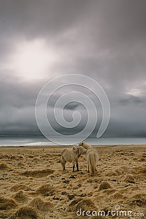 Stunning Iceland landscape photography. Two wild horses at the sea while the sun is setting and dark clouds are in the sky Stock Photo
