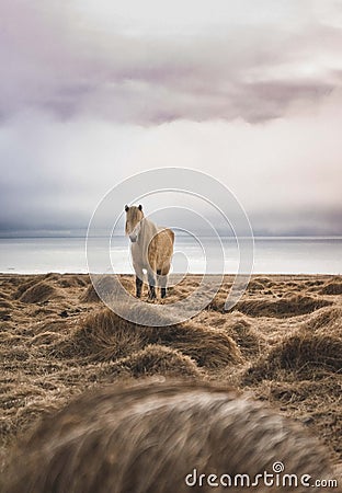 Stunning Iceland landscape photography. wild horses at the sea. From Icy fjords to snowy mountains to ice lagoons Stock Photo