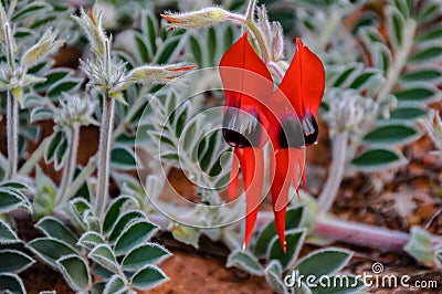 Stunning iconic Australian Sturt`s Desert Pea flower Stock Photo