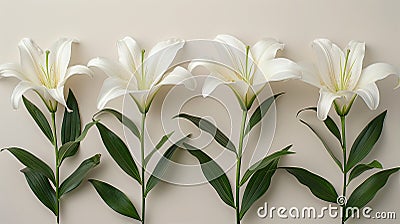 Blooming Easter: A Pure White Lily on a Background of Hope and Renewal Stock Photo