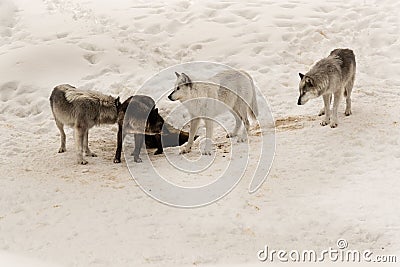 Stunning image of five wild wolves gathered in a snowy wooded landscape Stock Photo