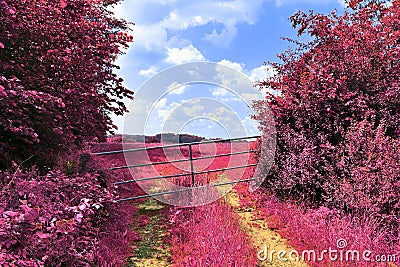 Stunning infrared view on purple fantasy landscapes with some ashpalt roads Stock Photo