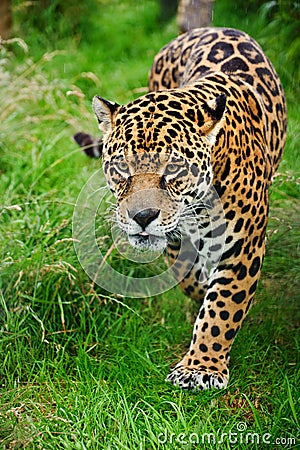 Stunning jaguar Panthera Onca prowling Stock Photo