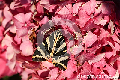 A stunning Jersey Tiger Moth Euplagia quadripunctaria perching on a Hydrangea flower. Stock Photo