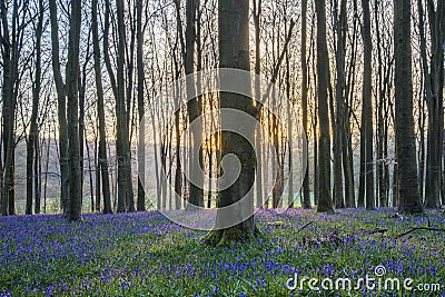 Stunning landscape of bluebell forest in Spring in English count Stock Photo