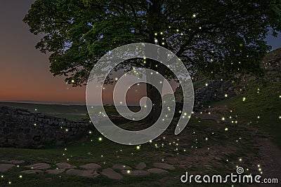 Beautiful landscape image of sunset with fireflies flying around Stock Photo