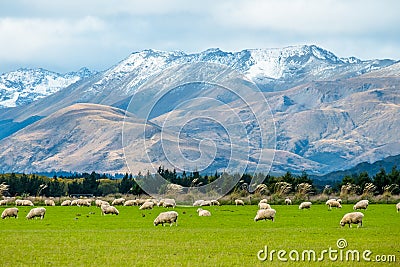 A stunning landscape scene of the agriculture in a rural area in New Zealand with a flock of sheep on a green grassland in the Stock Photo