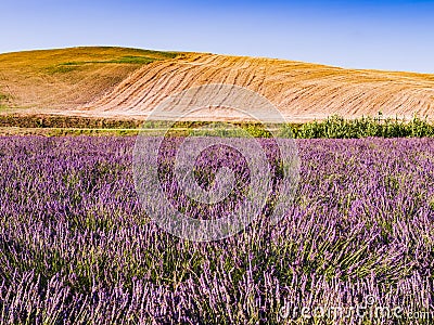 Stunning lavender field with green grass and rolling hills in background, Tuscany, Italy Stock Photo