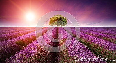 Stunning lavender field landscape Summer sunset with single tree Stock Photo