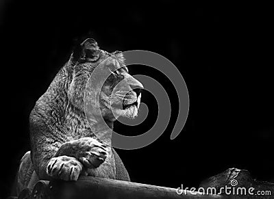 Stunning lioness relaxing in black and white Stock Photo