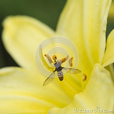 Stunning macro close up of common wasp insect on trumpet lily fl Stock Photo