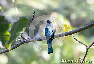 Stunning Male Citreoline Trogon Trogon citreolus Perched on a Branch with His Back Showing Gorgeous Iridescent Blue in Jalisco, Stock Photo