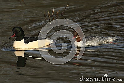 A stunning male and female Goosander Mergus merganser swimming in a fast flowing river. They have been diving down into the wat Stock Photo