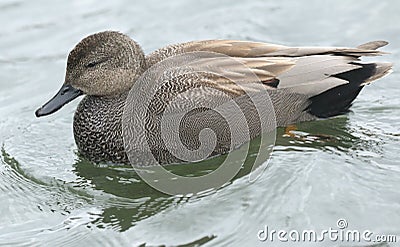 A spretty male Gadwall Anas strepera swimming on a lake. Stock Photo