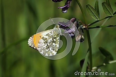 A beautiful male Orange Tip Butterfly Anthocharis cardamines nectaring on a flower. Stock Photo