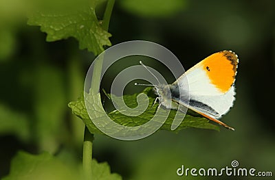 A male Orange-tip Butterfly, Anthocharis cardamines, perching on a Garlic Mustard leaf in spring. Stock Photo