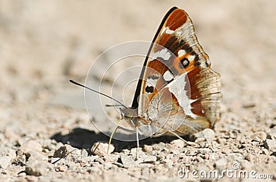 A stunning Male Purple Emperor Apatura iris perching on the ground eating minerals. Stock Photo