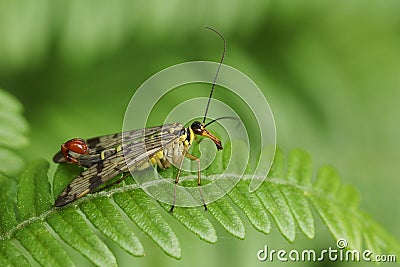 A stunning male Scorpion Fly Panorpa communis perching on a bracken leaf in woodland. Stock Photo