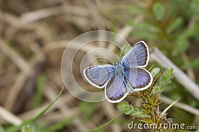 A stunning male Silver-studded Blue Butterfly Plebejus argus perching on Gorse with its wings open. Stock Photo