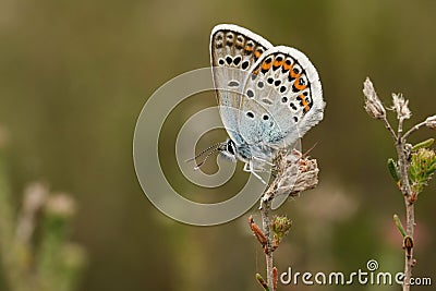 A pretty male Silver-studded Blue Butterfly Plebejus argus perching on heather. Stock Photo